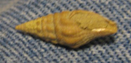 Drillia rotundicosta Bellardi, 1877, Tortoniano